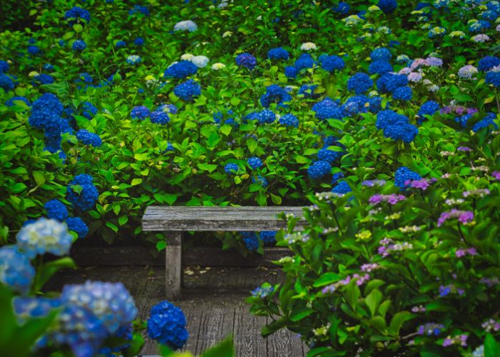 Hydrangeas surrounded a bench at Maizuru Nature and Cultural Park.